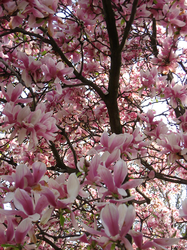 susan magnolia tree pictures. Or, up high for the pinks…